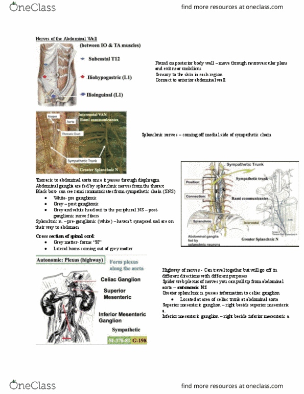 Anatomy and Cell Biology 2221 Lecture Notes - Lecture 5: Lumbar Splanchnic Nerves, Pelvic Splanchnic Nerves, Ramus Communicans thumbnail