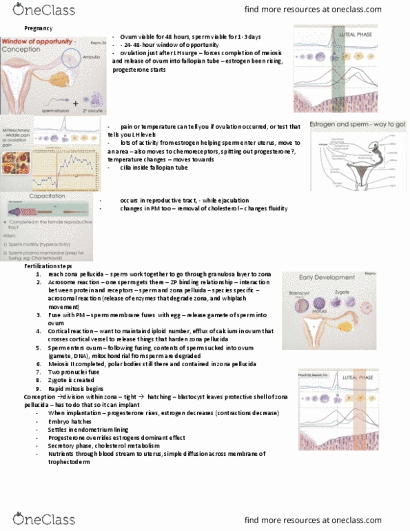 Physiology 3120 Lecture Notes - Lecture 5: Zona Pellucida, Corpus Luteum, Inner Cell Mass thumbnail