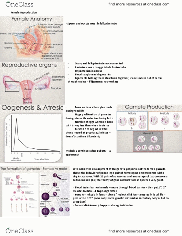 Physiology 3120 Lecture Notes - Lecture 2: Ovarian Follicle, Zona Pellucida, Folliculogenesis thumbnail