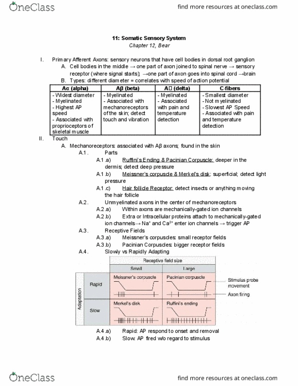 01:146:295 Lecture Notes - Lecture 11: Lamellar Corpuscle, Postcentral Gyrus, Dorsal Root Ganglion thumbnail