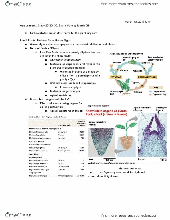 BIL 160 Lecture Notes - Lecture 18: Meristem, Fern, Vascular Plant thumbnail