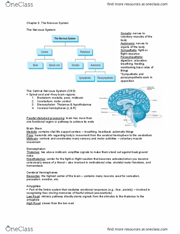 PSY 348 Lecture Notes - Lecture 3: Anterior Cingulate Cortex, Central Nervous System, Adrenal Medulla thumbnail