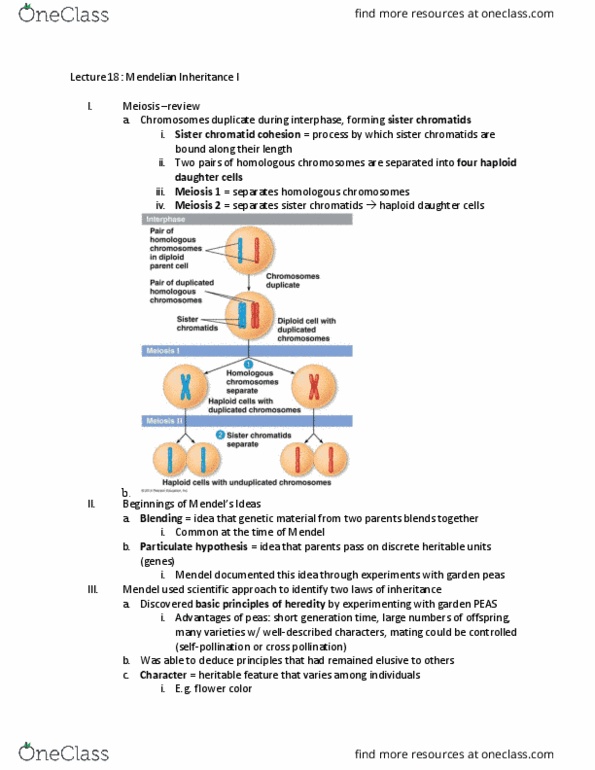 BSCI 1511 Lecture Notes - Lecture 18: Sister Chromatids, Ploidy, Pearson Education thumbnail