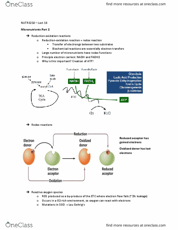 NUTR 3210 Lecture Notes - Lecture 18: Oxidative Stress, Selenocysteine, Galactose thumbnail