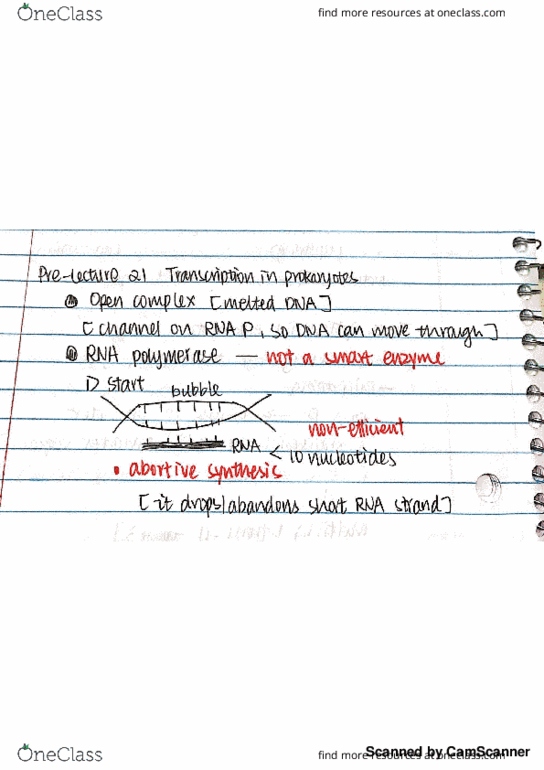 BIOCHEM 275 Lecture 21: Pre-Lecture: RNA Polymerase thumbnail