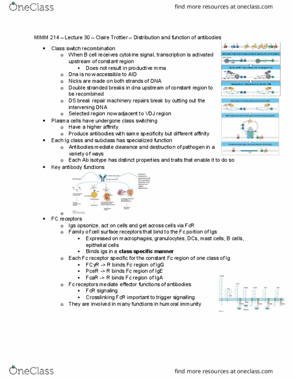 MIMM 214 Lecture Notes - Lecture 30: Immunoglobulin M, Fetus, Humoral Immunity thumbnail