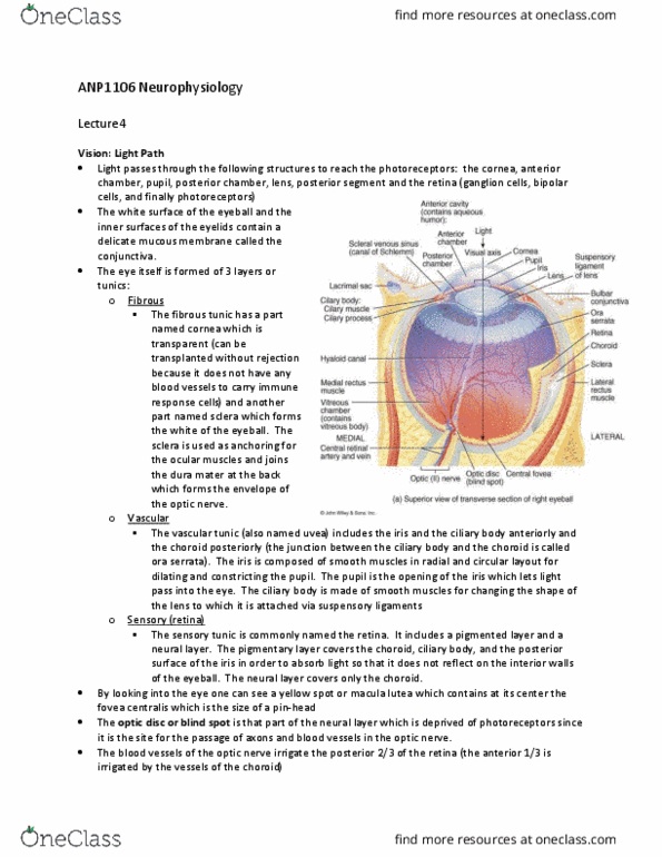 ANP 1106 Lecture Notes - Lecture 17: Bulbous Corpuscle, Occipital Lobe, Substance P thumbnail