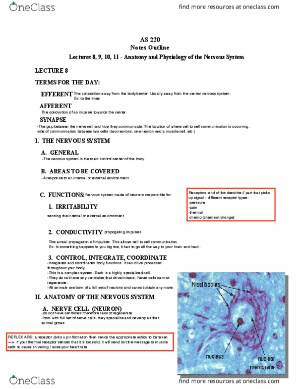 ANSC 220 Lecture Notes - Lecture 8: Ramus Communicans, Dorsal Root Ganglion, Rubrospinal Tract thumbnail