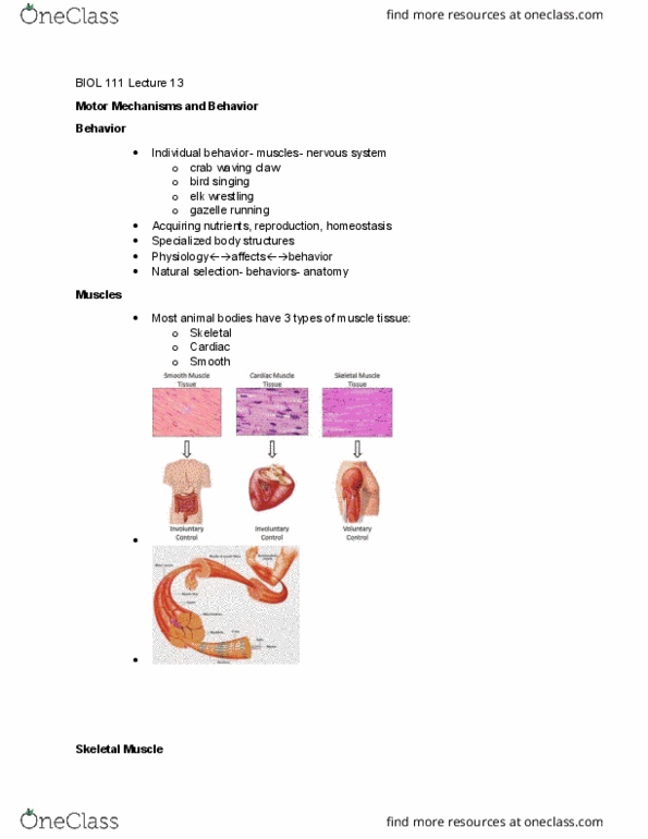 BIOL 11100 Lecture Notes - Lecture 13: Myofibril, Homeostasis, Natural Selection thumbnail