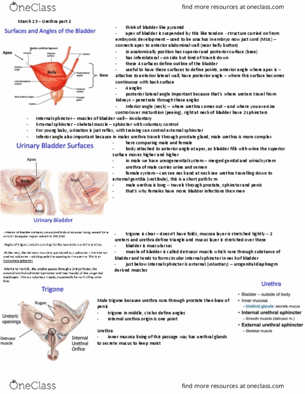 Anatomy and Cell Biology 3319 Lecture 11: March 23 – Urethra part 2 thumbnail