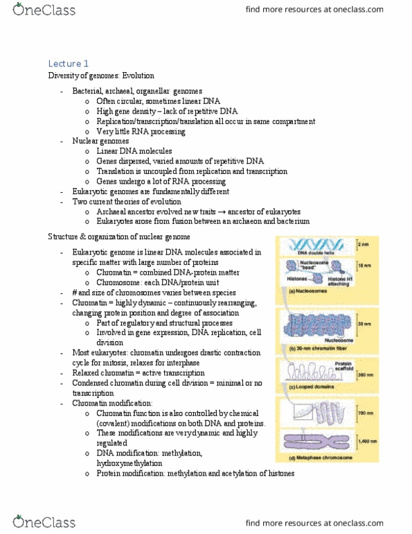 BIOC 4403 Lecture Notes - Lecture 1: Prokaryote, Metaphase, Heterochromatin thumbnail