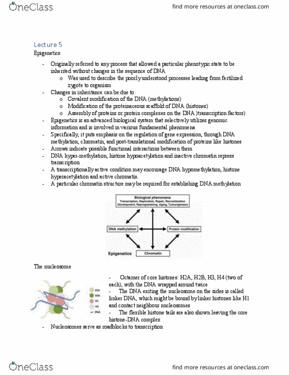 BIOC 4403 Lecture Notes - Lecture 5: Demethylase, Gametogenesis, Hydrolysis thumbnail
