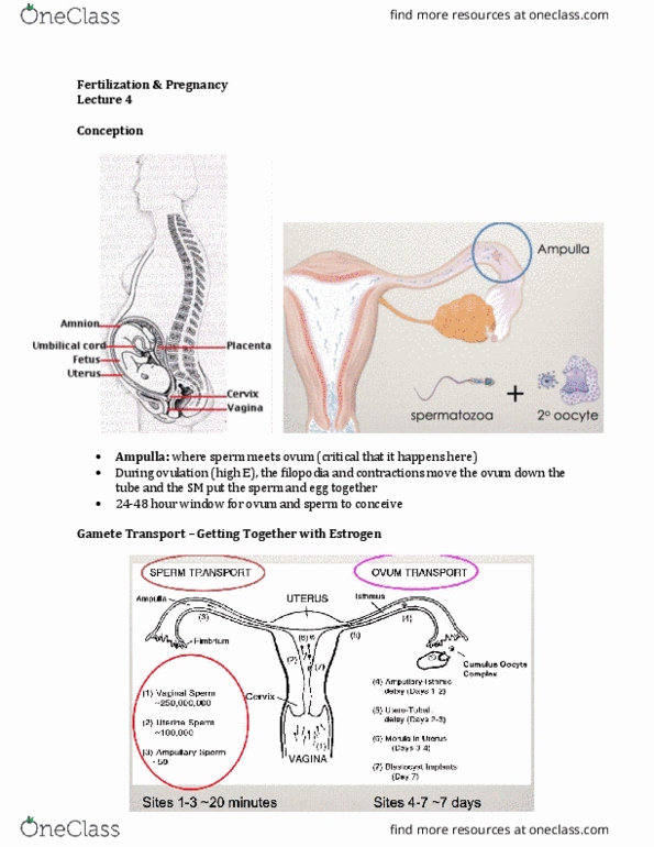 Physiology 3120 Lecture Notes - Lecture 3: Zona Pellucida, Inner Cell Mass, Human Chorionic Gonadotropin thumbnail