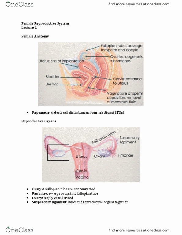 Physiology 3120 Lecture Notes - Lecture 2: Zona Pellucida, Corpus Luteum, Suspensory Ligament thumbnail