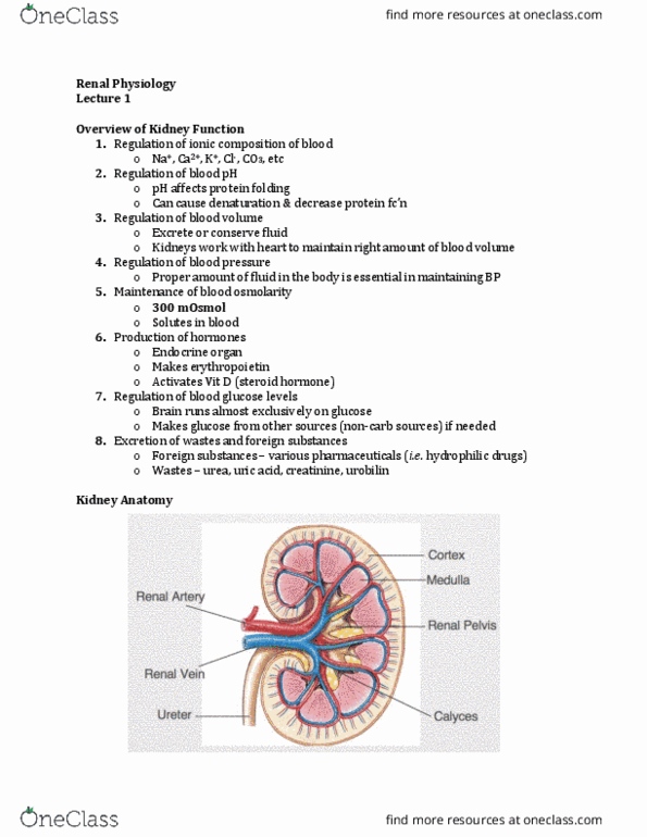 Physiology 3120 Lecture Notes - Lecture 1: Renal Pelvis, Renal Pyramids, Blood Sugar thumbnail