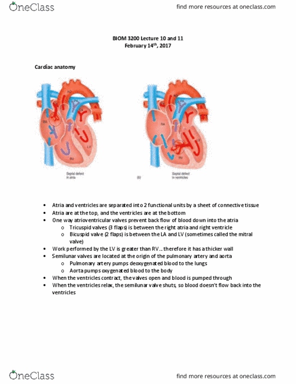 BIOM 3200 Lecture Notes - Lecture 10: Superior Vena Cava, Inferior Vena Cava, Interventricular Septum thumbnail