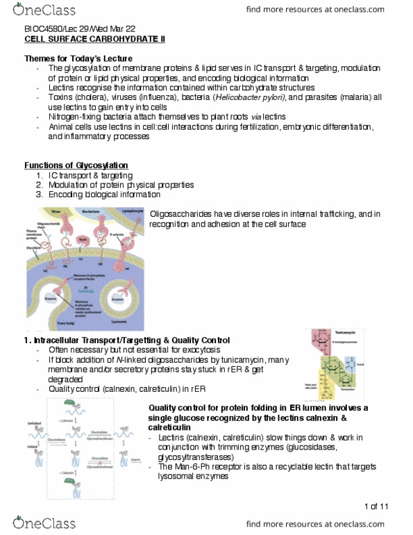 BIOC 4580 Lecture Notes - Lecture 29: Calnexin, Glycosyltransferase, List Of Generation Ii Pokémon thumbnail