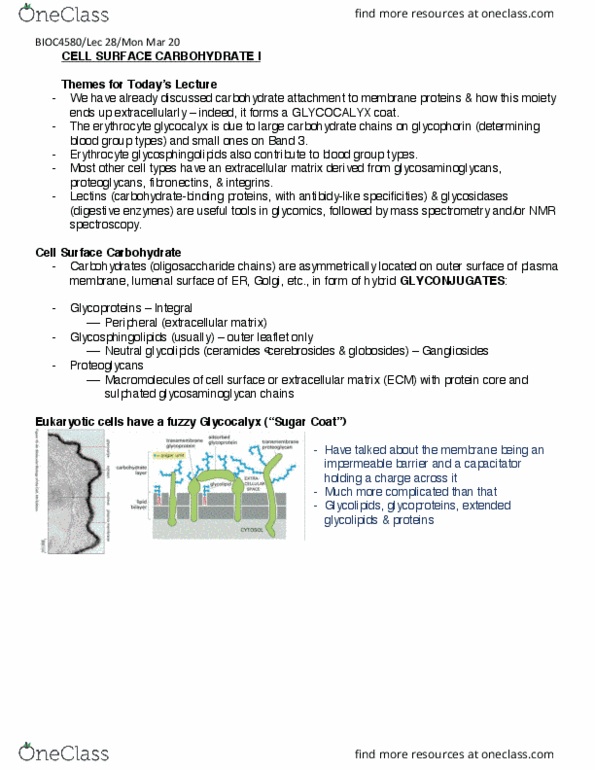 BIOC 4580 Lecture Notes - Lecture 28: Chondroitin Sulfate, Mns Antigen System, Heparan Sulfate thumbnail