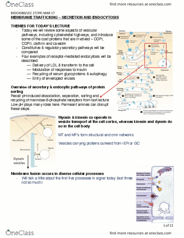 BIOC 4580 Lecture Notes - Lecture 27: Cholesteryl Ester, Ldl Receptor, Vesicle Fusion thumbnail