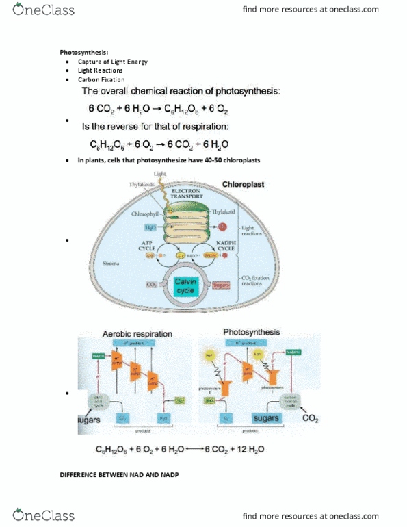 BIOL 112 Lecture Notes - Lecture 18: Catabolism, Light-Harvesting Complex, Algae thumbnail