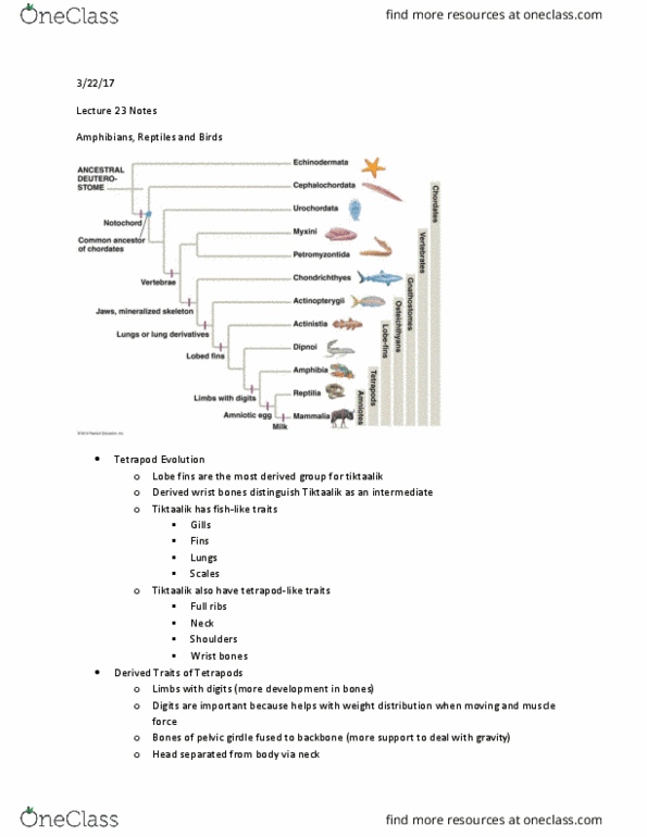 BIOL 2200 Lecture Notes - Lecture 23: Internal Fertilization, Metabolic Waste, Keratin thumbnail