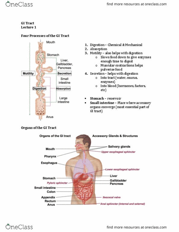 Physiology 3120 Lecture Notes - Lecture 1: Bicarbonate, Autoimmune Disease, Blood Plasma thumbnail