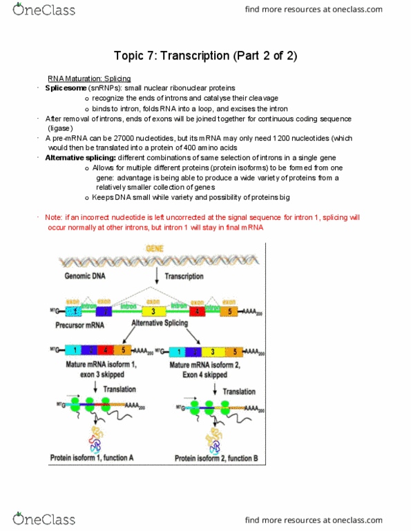 BIO 1140 Lecture Notes - Lecture 14: Microrna, Small Interfering Rna, Rna Interference thumbnail