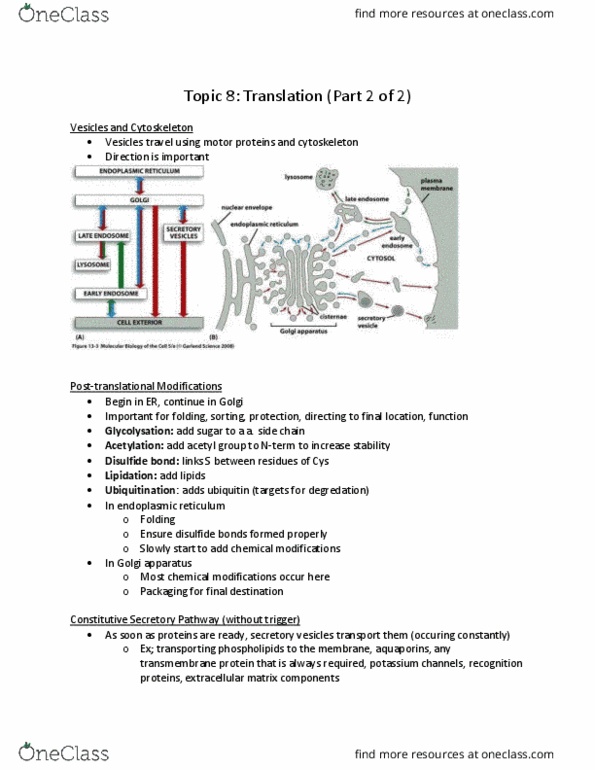BIO 1140 Lecture Notes - Lecture 16: Growth Factor, Missense Mutation, Nonsense Mutation thumbnail