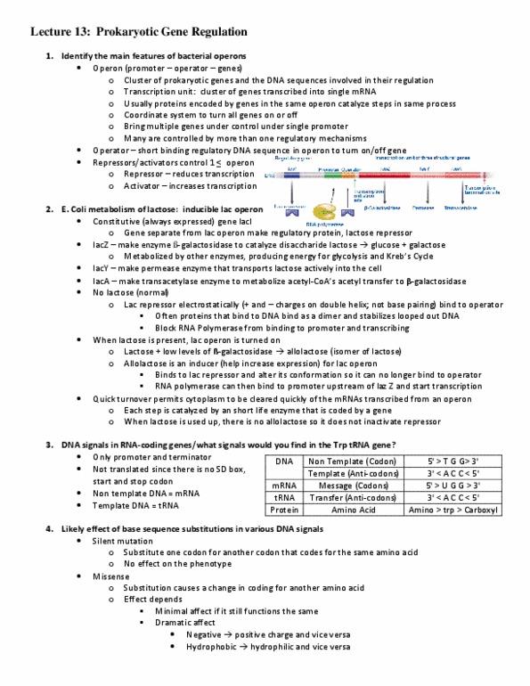 Biology 1002B Lecture Notes - Lecture 13: Reading Frame, Silent Mutation, Indel thumbnail