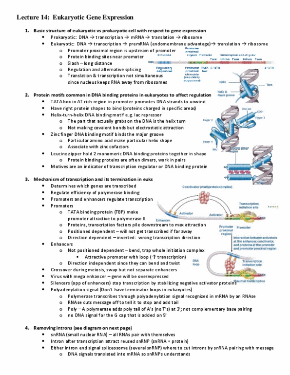 Biology 1002B Lecture Notes - Lecture 14: Start Codon, Organelle, Proteasome thumbnail