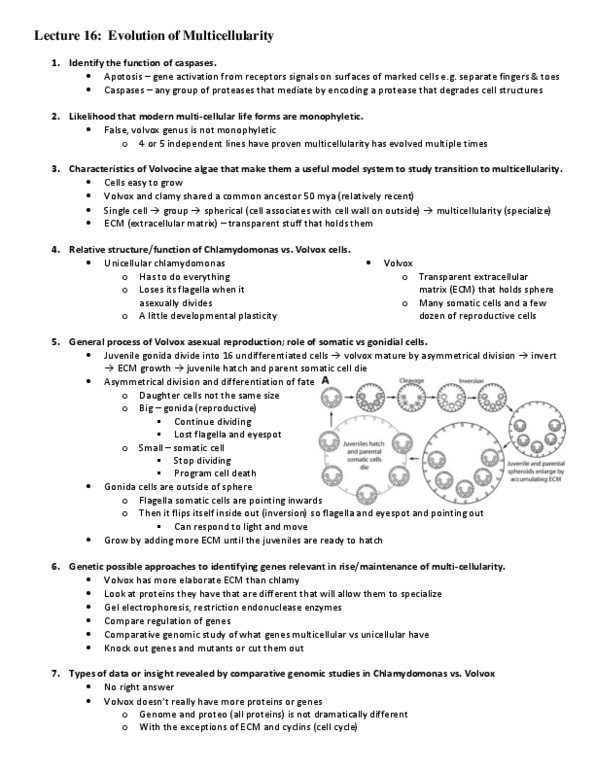 Biology 1002B Lecture Notes - Lecture 16: Repressor, Microtubule, Chloroplast thumbnail