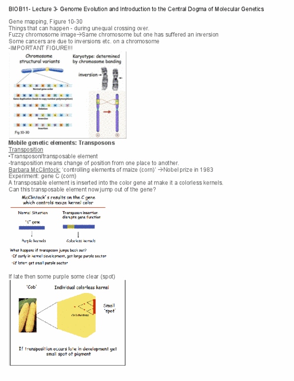 BIOB11H3 Lecture Notes - Lecture 3: Microtubule, Restriction Enzyme, Escherichia Coli thumbnail
