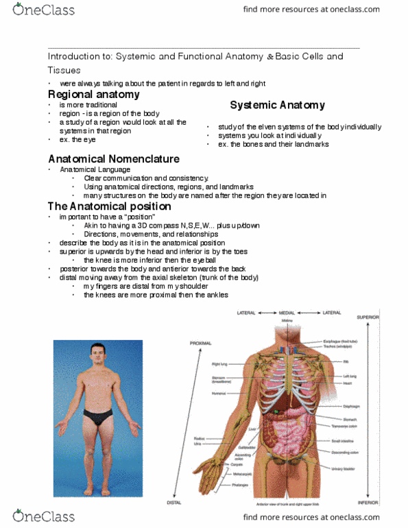 Health Sciences 2300A/B Lecture Notes - Lecture 2: Smooth Muscle Tissue, Transverse Plane, Abdominal Cavity thumbnail