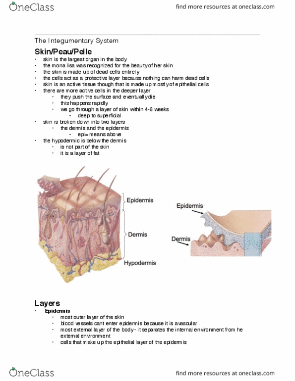 Health Sciences 2300A/B Lecture Notes - Lecture 3: Merkel Cell, Adipose Tissue, Stratum Corneum thumbnail
