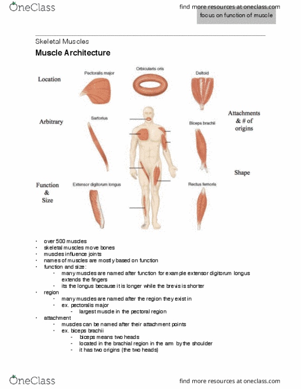 Health Sciences 2300A/B Lecture Notes - Lecture 6: Soft Palate, Inferior Oblique Muscle, Suprahyoid Muscles thumbnail