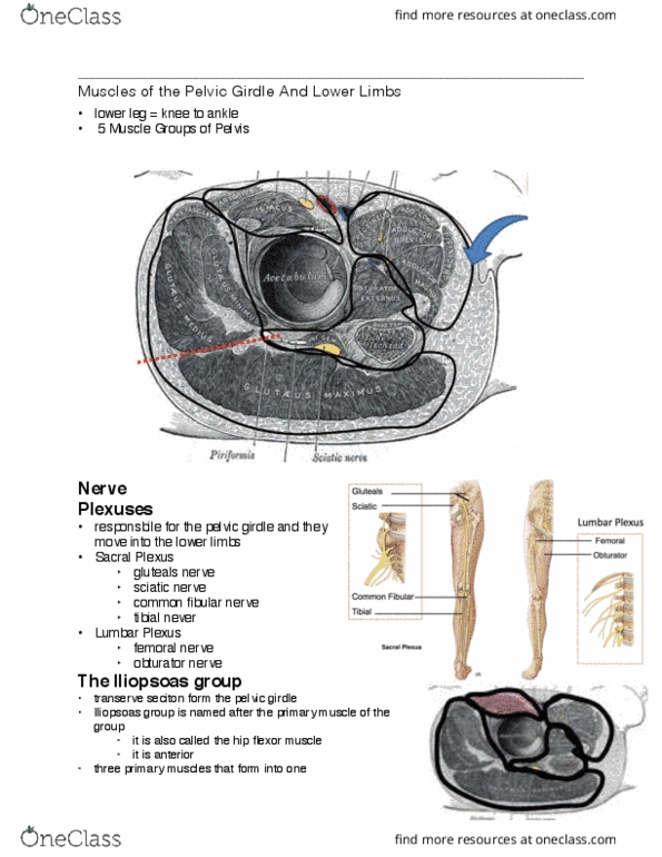 Health Sciences 2300A/B Lecture Notes - Lecture 6: Superior Gluteal Nerve, Superior Pubic Ramus, Obturator Foramen thumbnail