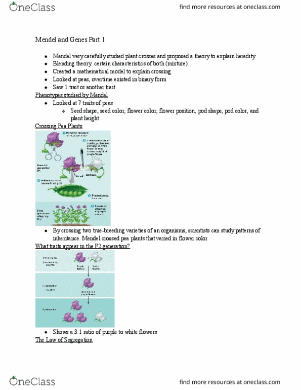 BIO 100 Lecture Notes - Lecture 11: Zygosity, Allele, Gamete thumbnail