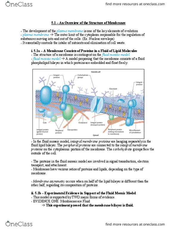 Biology 1202B Chapter Notes - Chapter 5: Fluid Mosaic Model, Nuclear Membrane, Electron Transport Chain thumbnail
