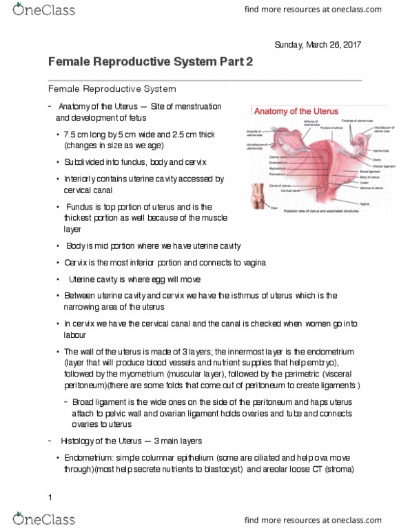 KINESIOL 1AA3 Lecture Notes - Lecture 26: Follicular Phase, Labia Majora, Twin thumbnail