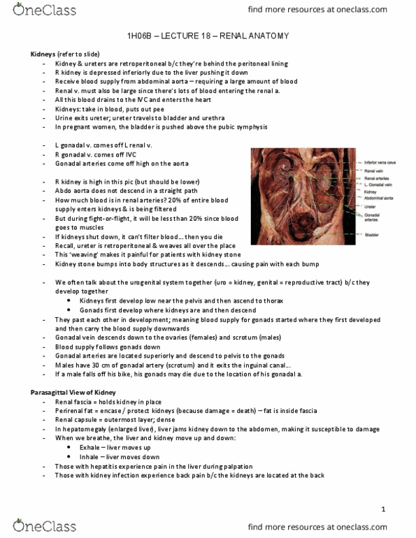 HTHSCI 1H06 Lecture Notes - Lecture 18: Genitourinary System, Renal Medulla, Encase thumbnail