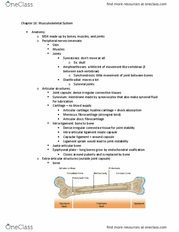 HSCI 201 Lecture Notes - Lecture 10: Hyaline Cartilage, Connective Tissue Disease, Rheumatoid Arthritis thumbnail