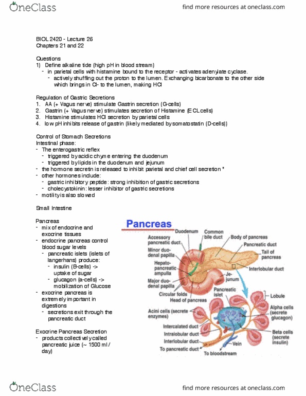 BIOL 2420 Lecture Notes - Lecture 26: Cholecystokinin, Amylase, Gastric Inhibitory Polypeptide thumbnail