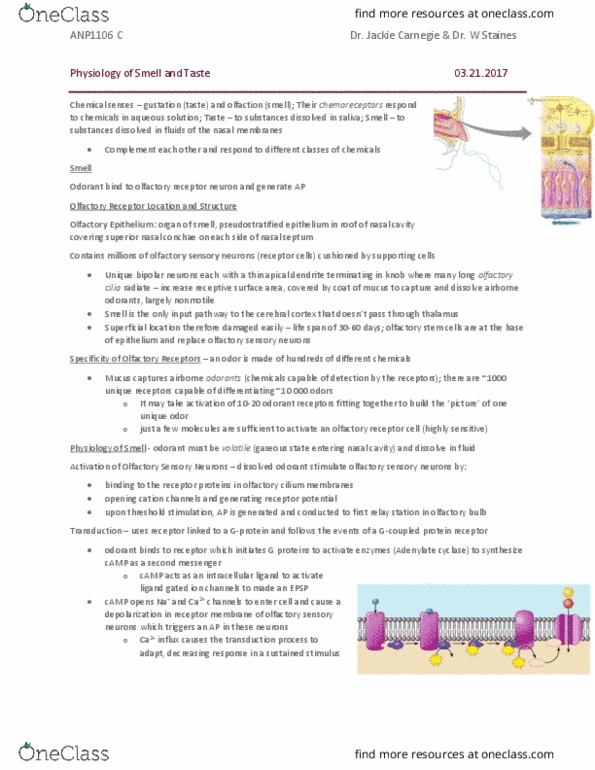 ANP 1106 Chapter Notes - Chapter 15: Taste Receptor, Mechanoreceptor, Adenylyl Cyclase thumbnail