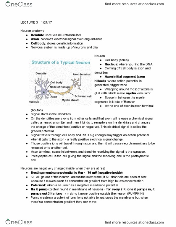 PSYCH 110 Lecture Notes - Lecture 3: Saltatory Conduction, Inhibitory Postsynaptic Potential, Axon Hillock thumbnail