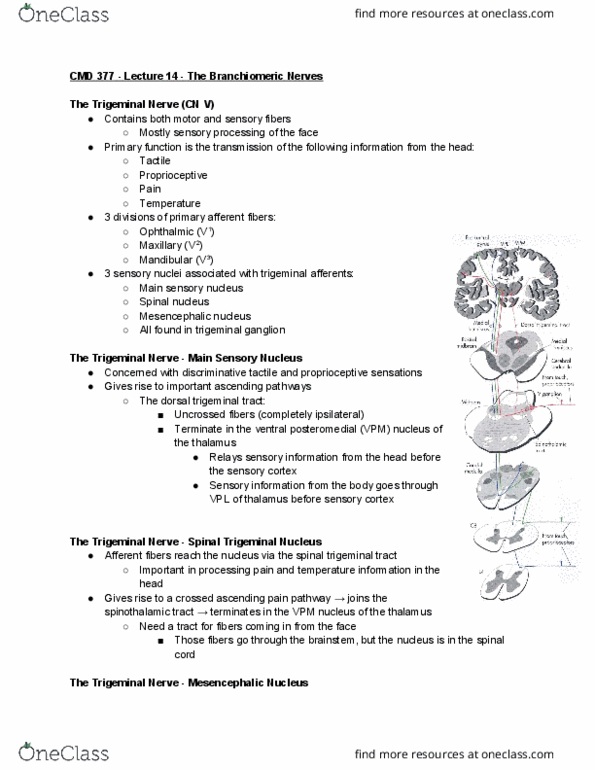 CMD 377 Lecture Notes - Lecture 14: Glossopharyngeal Nerve, Laryngeal Paralysis, Dysphonia thumbnail