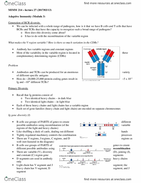 MIMM 214 Lecture Notes - Lecture 27: Rag1, Antigen, Immunoglobulin M thumbnail