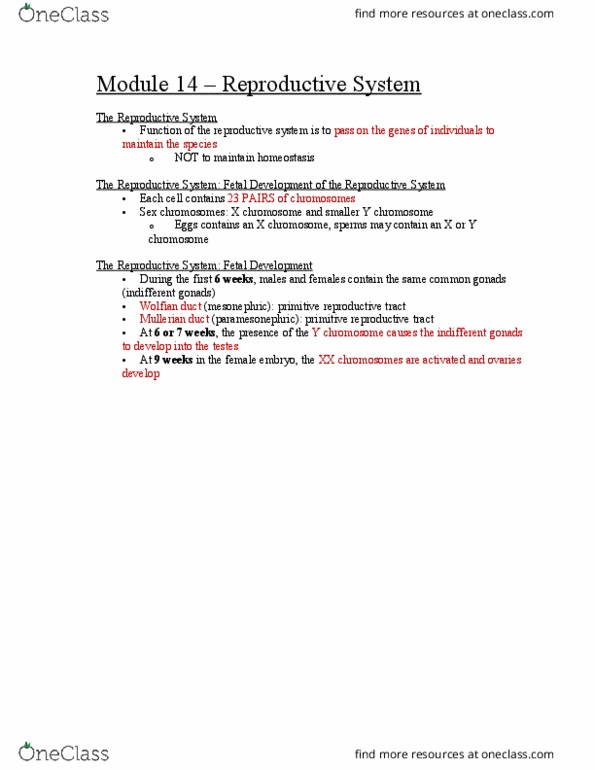 Physiology 2130 Lecture Notes - Lecture 13: Labia Minora, Androstenedione, Lean Body Mass thumbnail