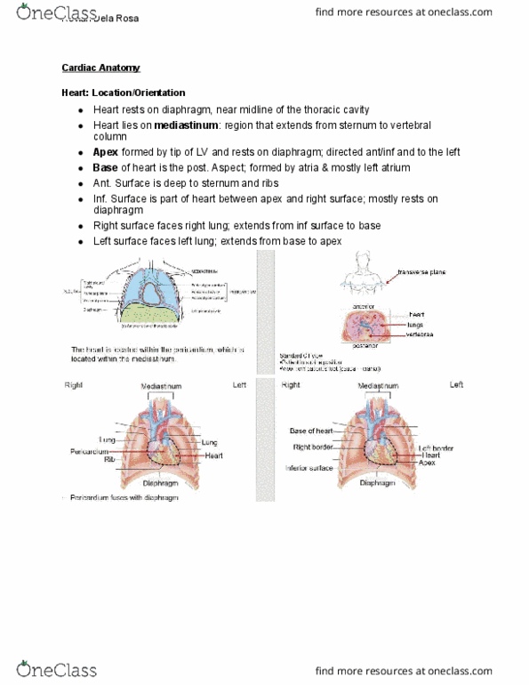 HTHSCI 1H06 Lecture 1: Lecture 1 - Cardiac Anatomy thumbnail