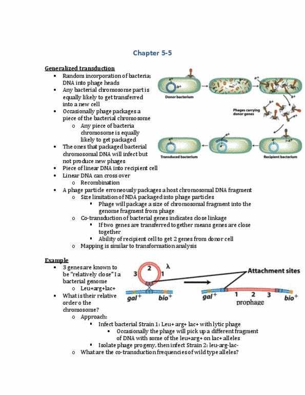 BIOL 2000 Lecture Notes - Lambda Phage, Lytic Cycle, Bacteriophage thumbnail