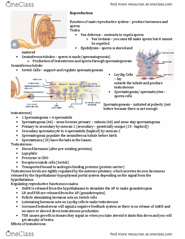 Physiology 2130 Lecture Notes - Lecture 9: Bone Density, Zona Pellucida, Anterior Pituitary thumbnail